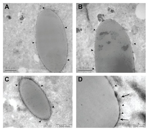 Figure 8 LAMP-1 immunogold detection. Cryotransmission electron micrographs of LAMP-1 immunogold performed in HeLa cells. (A–C) Arrow heads indicate positive LAMP-1 marks. (D) Arrow heads indicate positive LAMP-1 marks whereas arrows point to the lysosome membrane.Abbreviation: LAMP-1, lysosome associated membrane protein 1; L, lysosome.