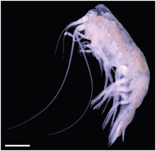 Figure 1. Photograph of the Cyphocaris challengeri specimen sequenced in this study. Scale bar 1 mm. Photo taken by C. Rabinowitz.