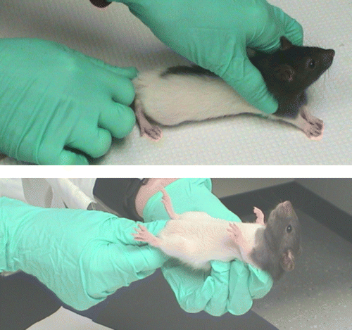 Figure 1  Handling procedure for back-test. Young rats were gently restrained in a supine position by holding the nape of the neck and the base of the tail for 1 min. This test was repeated one week later to establish the most representative active, passive, and variable copers.