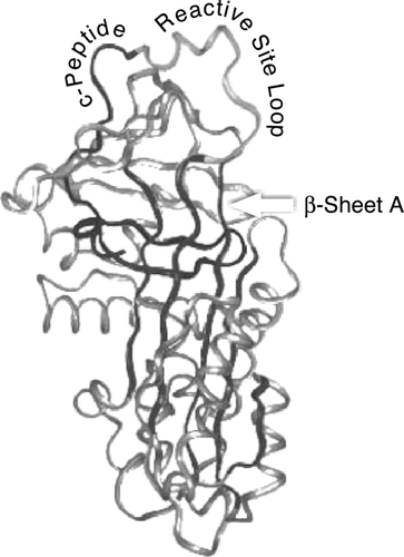 Figure 1. Tertiary structure of AAT.