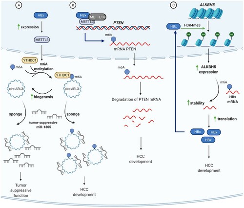 Figure 4. m6A-mediated mechanisms of HBV-induced liver carcinogenesis. (A) HBx upregulates METTL3 expression, resulting in m6A methylation of circ-ARL3 and its interaction with YTHDC1 reader protein. M6A modification enhances circ-ARL3 biogenesis and sponging of a strong tumour-suppressive miR-1305. Sponging inactivates miR-1305 and contributes to HCC development. (B) PTEN is a potent tumour suppressor. HBx-mediated m6A modification of PTEN mRNA results in PTEN mRNA degradation and loss of its function. (C) HBx stabilizes WD repeat-containing protein 5 (WDR5) protein, a subunit of histone H3 lysine 4 methyltransferase complex, promotes H3K4me3 histone modification of ALKBH5 promoter and upregulation ALKBH5 mRNA expression. ALKBH5 catalyses demethylation of HBx mRNA, increasing its stability and production of pro-oncogenic HBx protein. As such, HBx and ALKBH5 form a positive feedback loop and can be regarded a self-accelerating mechanism of HCC development.