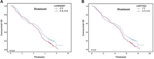 Figure 2 Kaplan–Meier plots of lung cancer patients with different genotypes of in WISP1 gene. (A) OS of lung cancer patients by rs10956697 using dominant model. (B) OS of lung cancer patients by rs2977551 using dominant model.