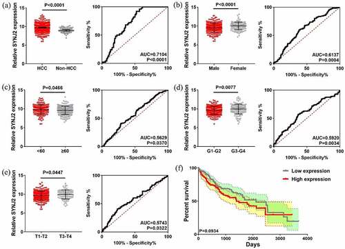 Figure 2. Levels and efficacy of SYNJ2 in clinical parameters. (a) Scatter plots and ROC curve of SYNJ2 in HCC and non-HCC tissues. (b) Scatter plots and ROC curve of SYNJ2 in male and female HCC patients. (c) Scatter plots and ROC curve of SYNJ2 in young (<60) and elder (≥60) HCC cases. (d) Scatter plots and ROC curve of SYNJ2 in G1-G2 and G3-G4 HCCs. (e) Scatter plots and ROC curve of SYNJ2 in T1-T2 and T3-T4 HCCs. (f) Overall survival status of HCCs with different SYNJ2 levels