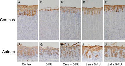 Figure 1.  Immunostaining of the gastric corpus (A–E) and antral (F–J) mucosae with anti-mucin monoclonal antibodies. Gastric tissues were obtained from control rats (A, F), rats treated with 5-fluorouracil (5-FU) alone (B, G), rats treated with omeprazole (Ome+ 5-FU (C, H), rats treated with lansoprazole (Lan) + 5-FU (D, I), and rats treated with lafutidine (Laf) + 5-FU (E, J). Notice that surface epithelial mucus cells in the corpus show positive staining with RGM21, and those in the antrum show positive staining with RGM26. Original magnification×25.