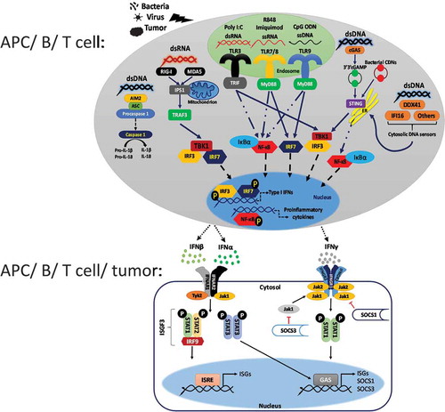 Figure 1. Nucleic acid sensing-mediated IFN induction and IFN receptor signaling pathways. Pathogenic ssDNA containing unmethylated CpG motifs and ssRNA are detected by endosomal TLR9 and TLR7, respectively, resulting in MyD88-mediated induction of IRF7- and NF-κB-dependent IFNs. In contrast, dsRNA can be detected both by endosomal TLR3 that signals via the adaptor molecule TRIF and by the cytosolic DNA sensors RIG-I and MDA5. While both RNA sensors stimulate the TBK1-IRF3 pathway, cytosolic RNA sensors utilize IPS-1 and TRAF3 adaptor molecules to induce TBK1-dependent IRF3-IRF7 heterodimerization, phosphorylation, nuclear translocation, and subsequent IFN induction. Nevertheless, cytosolic dsDNA can be sensed by various cytosolic nucleic acid sensing pathways, including the AIM2-dependent inflammasome pathway capable of inducing IL-1β production and the STING-dependent nucleic acid sensing pathways (e.g., cGAS, DDX41, and IFI16), which stimulates TBK1-IRF3-dependent IFN production. Once released, type I IFNs bind to their receptors composed of IFNAR1 and IFNAR2 subunits on adjacent cells to activate Jak1 and Tyk2 kinases that aids in phosphorylation and nuclear translocation of STAT1 and STAT2, which binds to IRF9 to form ISGF3 complex culminating in the expression of various ISGs with antitumor and antimicrobial functions via direct binding to ISRE regions of the ISG promoters. Besides, IFNAR signaling also activates STAT3-dependent expression of genes, such as SOCS3, which is a negative regulator of IFN receptor signaling via inhibition of Jak activity. Moreover, secreted IFN-γ binds to the IFNGR composed of IFNGR1 (binding chain) and IFNGR2 (signal-transducing chain) subunits, which signal via Jak1 and Jak2 tyrosine kinases, to induce STAT1 homodimerization, phosphorylation, and nuclear translocation. STAT1 homodimers bind to the GAS regions of the ISG promoters and induce the expression of IFN-γ-regulated genes, including the negative regulatory molecules, such as SOCS1 and SOCS3