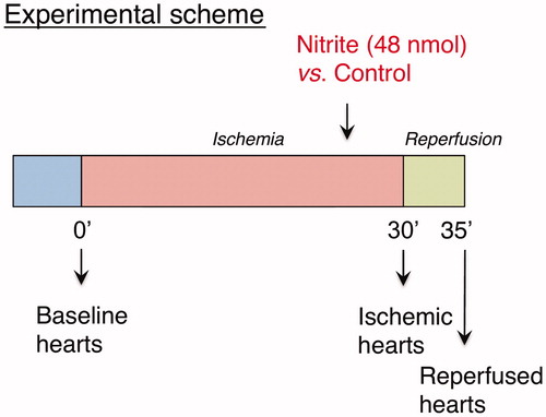 Figure 1. Study design. Mice hearts were harvested at baseline (n = 4), after 30 min of ischemia (n = 3) or after 5 min of reperfusion (n = 4). A single nitrite/sodium chloride dose was administered before reperfusion (n = 4).