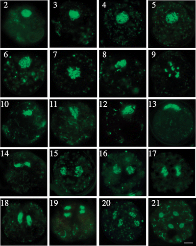 Figs 2–21. Fluorescence microscopy of chromosome behaviour during meiosis. Figs 2–9. Chromosome morphology in prophase I. Fig. 3. Leptotene. Fig. 4. Zygotene. Fig. 5. Pachytene. Figs 6–9. Diplotene and diakinesis at approximately 16 h. Figs. 10–21. Metaphase I to telophase II. Fig. 10. Metaphase I. Figs 11–14. Anaphase I. Fig. 15. Telophase I. Fig. 13. The side view shows chromosomes situated at the surface of the zygotes. Fig. 16. Prophase II. Fig. 17. Metaphase II. Figs 18, 19. Anaphase II. Fig. 20. Telophase II. Fig. 21. Formation of four daughter cells. Scale bar: 5 µm.