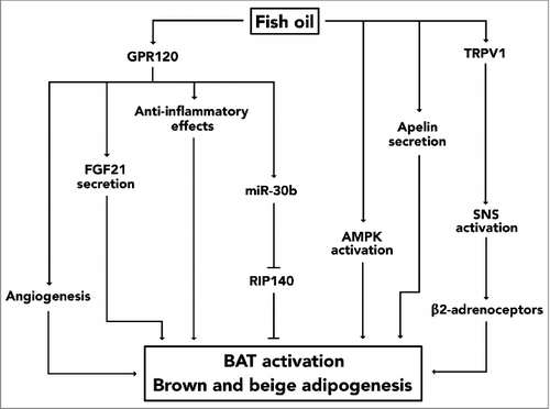 Figure 1. A mechanistic model highlighting potential mechanisms underlying fish oil-induced biogenesis and activation of thermogenic adipocytes. In vivo evidence has suggested that fish oil activates TRPV1 in the gastrointestinal tract and that this, by stimulating the sympathetic nerves that innervate fat cells, causes adipose thermogenesis. Fish oil also acts as a ligand of GPR120 and activation of this cell-surface receptor seems to induce several effects that might contribute to the thermogenic effects of fish oil. In adipocytes this includes expression of miR-30b and secretion of FGF21. Furthermore, secretion of VEGF-A promotes angiogenesis and anti-inflammatory effects are induced in immune cells upon activation of GPR120. In addition to these mechanisms, activation of AMPK in adipocytes and secretion of apelin might be implicated as well.