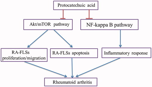 Figure 7. A schematic figure of PCA-mediated RA-FLSs proliferation, migration, apoptosis and inflammatory response.