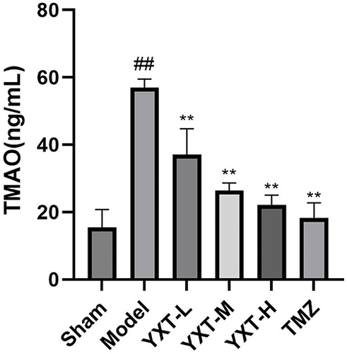 Figure 12 Effect of YXT on TMAO levels in HF rats. ##P<0.01 vs sham group; **P<0.01 vs model group. model group. All values are indicated as mean ± SD.