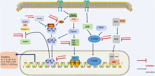 Figure 2 The regulatory effect of curcumin on inflammatory signaling pathway.