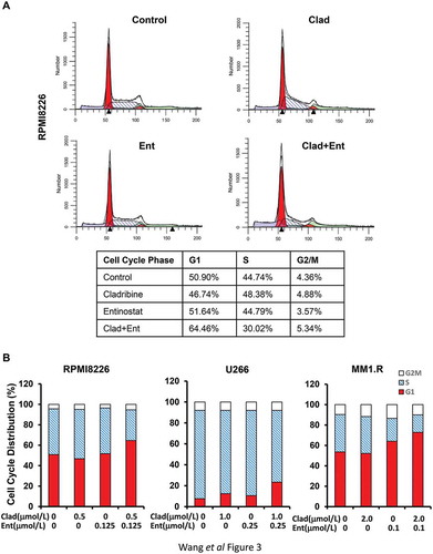 Figure 3. Entinostat and cladribine block cell cycle progression. U226 cells and MM1.R were cultured with RPMI1640 (2.5% FBS) in the absence or presence of entinostat (Ent), cladribine (Clad) alone or the combinations of entinostat and cladribine for 48 hrs. (a) Cells were harvested and subjected to flow cytometric analysis of cell cycle distribution. The percentages of RPMI8226 cells in each cell cycle phase were presented in the table underneath. (b) The bar graph reflects the percentage of cells in G1, S, or G2/M phase of the cell cycle for all three MM cell lines (RPMI8226, U266, and MM1.R). Data shows the representative of three independent experiments.