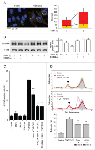 Figure 3. For figure legend, see page .Figure 3. Induction of autophagy and inhibition of lysosomal proteolysis protect from TNF and CHX-induced death. (A) Cells were transfected with ptfLC3, starved in amino acid-free medium (HBSS containing glucose) for 2 h and examined with a confocal microscope (left panel) for quantification (histograms) of yellow and red fluorescent dots/cell representing autophagosomes and autolysosomes, respectively. Amino acid deprivation increases number and size of both autophagosomes and autolysosomes, suggestive of enhanced autophagic flux. The number of cells examined for autophagosome and autolysosome quantification is indicated in each bar. (B) The kinetics of SQSTM1 degradation was assayed by western blotting (left panel, representative of 3 independent experiments) under both control conditions and following starvation for 2 h in HBSS/glucose, in the absence or presence of 100 µM E-64-d and 10 µM leupeptin (E64d/Leu, for the full period of starvation), to inhibit lysosomal proteolysis. Normalization was performed against the level of ACTB of each sample. The relative amount of SQSTM1 was expressed vs that of time 0 for each condition (histograms, right panel). (C) Cells starved as above for 2 h were exposed to TNF and CHX for 6 h in the absence or presence of 20 mM NH4Cl, added during the last 60 min of starvation, or of 100 µM E-64-d and 10 µM leupeptin for the whole period of starvation. The percentage of apoptotic-like cells (phosphatidylserine-positive and PI-negative) was then quantified by flow cytometry (5,000 cells were analyzed for each sample). Only occasional necrotic (PI positive) cells were found. (D) Cells were exposed for 6 h to TNF and CHX following 2 h of starvation (upper panel) or 1 h of incubation with NH4Cl (middle panel), loaded with AO and analyzed by flow cytometry on 10,000 cells. The fluorescence intensity peak of control cells was set approximately at channel 103 and retained for all measurements. Arrowheads indicate the peaks of the lowest red-fluorescent population (here referred to as maximally ‘pale’ cells) resulting from cells with the most reduced number of intact lysosomes due to LMP. Histograms (lower panel) show the percentage of these pale cells from electronic gating and counting. Yellow and red bars in the right panel of Figure 3A indicate the number (means ± SD) of autophagosomes and autolysosomes/cell, respectively; the number of cells analyzed for each condition is indicated inside relevant bars; *: P < 0.002 (Student t test). The asterisk in (B) indicates a nonspecific band. For (C) and (D) data and significance are as in Figure 1. **, ***: P < 0.01 and P < 0.001 vs TNF and CHX.