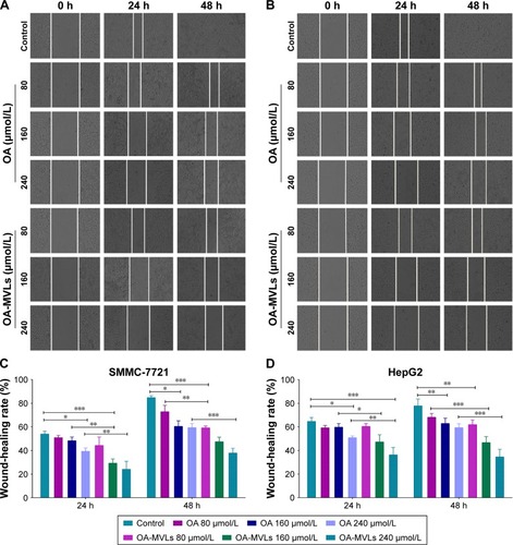 Figure 5 Results from wound-healing assays on SMMC-7721 cells and HepG2 cells.