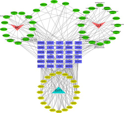 Figure 5 Component-target-pathway-disease network. The component-target-pathway-disease network diagram. Red represents the herbal ingredients MC and LLF. Green represents the 34 identified components. Blue represents EV71. Purple represents the common targets in three. And yellow represents the related pathway.