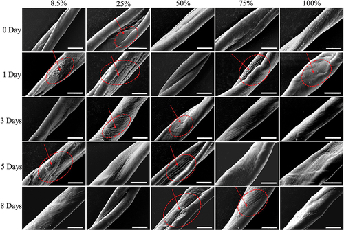 Figure 6. SEM morphology of cotton fiber, the magnification bar ( = 10 μm). The horizontal rows represent the freezing day and the vertical columns represent the change of moisture regain.