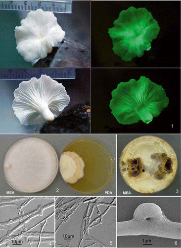 Figures 1–6. Neonothopanus nambi (BIN 2379). Figure 1. Basidiome in natural light and in darkness (copyright Dao Thi Van). Figure 2. Colonies on MEA and PDA media after 3 weeks growth. Figure 3. Colonies on MEA after 8 weeks growth. Figure 4. Broad hyphae and multiple clamps (DIC). Figure 5. Clamp connections and ring structure in narrow hyphae (DIC). Figure 6. Clamp connection (SEM).