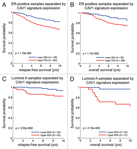 Figure 11 The Cav-1-deficient stromal gene signature is associated with tumor recurrence and poor survival in ER(+) and luminal A breast cancer patients. Note that the Cav-1-deficient stromal signature (238 transcripts that were specifically upregulated; p ≤ 0.01 and fold-change (f.c.) ≥ 1.5; Sup. Table 1) is clearly associated with increased recurrence (A and C) and decreased overall survival (B and D), despite the fact that these breast cancer-derived tumors were not subjected to laser capture microdissection. (A and B) are ER(+) breast cancer patients, while (C and D) are the luminal A subset of ER(+) breast cancer patients. Qualitatively similar results were also obtained with the longer signature included in Supplemental Table 3.