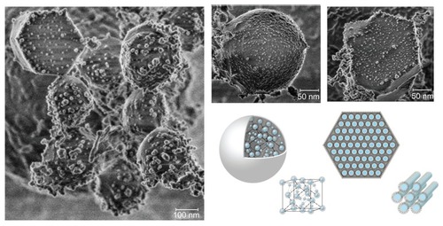 Figure 3 Cryo-field emission scanning electron microscopic images of liquid crystalline nanoparticles and schematic illustration of reversed micellar nanoparticles and reversed hexagonal nanoparticles.