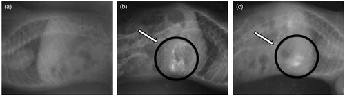 Figure 3. X-ray photographs of microballoons in the gastric region of rat after dosing of formulations in the fasted state: (a) before dosing, (b) 3 h after dosing, (c) 6 h after dosing.