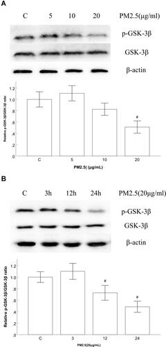 Figure 3 PM2.5 reduced the expression of p-GSK-3β in HBECs.