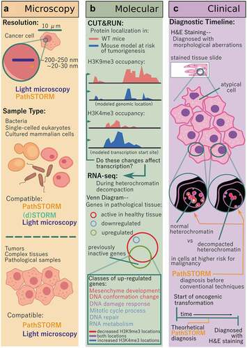Figure 1. Advances enabled by PathSTORM in the fields of microscopy, clinical diagnosis, and academic research. (a) Other STORM methods have broken the diffraction barrier limiting conventional light microscopy to a resolution of ~250 nm, and PathSTORM compares to other optimized STORM protocols, resulting in a resolution of ~30 nm. While other STORM technologies are only able to image thin, homogenous samples, PathSTORM and light microscopy can image both these and complex, pathological tissue samples. (b) CUT&RUN enables the acquisition of high-quality, low-background protein localization on chromatin, and found decreased H3K9me3 occupancy and increased H3K4me3. RNA-seq data confirmed that these architectural changes influenced transcription at differentially organized locations, and Gene Ontology (GO)-term analysis identified that the most significantly enriched pathways were mesenchymal development (a process leading to acquisition of invasiveness and malignancy in epithelial cancer cells), cellular response to DNA damage stimulus, and mitotic cell cycle process critical for maintaining genomic stability. (c) PathSTORM improves upon conventional cancer diagnostic methods (such as H&E staining) by enabling the potential to characterize the genomic architecture preceding the onset of tumorigenesis, where conventional methods rely on visualizing the morphological changes of the cell and cell nucleus after the onset of dysregulation.