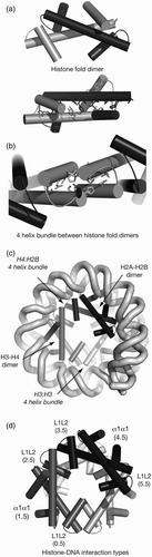 Figure 4. Nomenclature of histone octamer structure. (a) Three alpha helices (α1, α2 and α3) define the common histone fold motif for all four core histones (upper), with histone fold dimers packing through specific hydrophobic interactions between helices (lower). (b) Specific interactions stabilise four helix bundle (4HB) interactions for H3:H3, which leads to the dyad symmetry axis of the nucleosome (central filled circle). H4:H2B forms an equivalent 4HB (not shown). (c) The two possible 4HBs and their geometry generates the spiral of histone fold dimers. (d) Outer faces of spiralled histone fold dimers presents α1α1 and L1L2 motifs for DNA interaction in specific order within nucleosome (see Table 2 for details.)