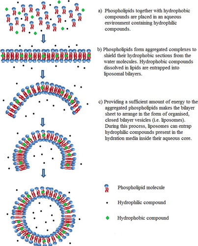 Figure 1. Schematic representation of the liposome formation.