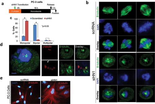 Figure 6. HN1 plays a role in microtubule organization. The depletion of HN1 before the G2phase led to the disruption of MTOCs, causing an increased number of γ-tubulin particles to form. (a) The experimental design. (b, c) HN1 depletion before the G2/M transition caused the formation of monopolar spindles in PC-3 cells. (d) Most of the γ-tubulin centers that emerged after HN1 depletion could not nucleate β-tubulin. Extending the culture of the HN1-depleted cells from 24 to 48 h resulted in irregular microtubules and deformed nuclear structures. In the lower panels of the image, a “glowing edges” filter was used to show the boundaries of the emerging structures and the sites of co-localization of γ- and β-tubulin. (e) Anti-β-tubulin was added to synchronized but HN1-depleted to PC-3 cells. Secondary antibodies were labeled with Alexa Fluor 594 (red) in PC-3 cells. The DNA was stained with DAPI (blue)