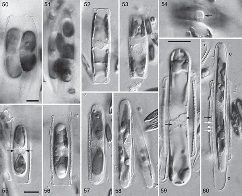 Figs 50–60. Sexual reproduction in type A1 (Nitzschia dicrogramma: Figs 50, 51) and N. spathulata (Figs 52–60), LM, interference contrast optics. Figs 50, 51. Rearranged gametes (Fig. 50) and plasmogamy (Fig. 51): note that the gametangia are appressed via their straight ventral sides (Fig. 51). Figs 52, 53. Gametangia in girdle view during meiotic prophase, with expanded, strongly demarcated spherical nuclei. In both cases a second gametangium was present immediately beneath the one shown. Note the characteristic flared ends of the N. spathulata valves (also visible in Fig. 56). Fig. 54. Part of copulation tube (arrow), through which gametes will move to effect plasmogamy. Figs 55, 56. Young linear-ellipsoidal zygotes in girdle view: note the two unfused gametic nuclei (Fig. 55, arrows). Fig. 57. Early stage of expansion: the auxospore has begun to push the gametangial thecae apart (cf. Fig. 59). One of the two unfused haploid gametic nuclei is visible at the centre. Fig. 58. Early stage of expansion: note the four chloroplasts (their pointed tips nearly meet at the centre); the sister auxospore is slightly oblique and mostly out of focus. Fig. 59. Almost fully expanded auxospore (note the different scale relative to other N. spathulata shown) still containing two unfused haploid nuclei at the centre (arrows). Four chloroplasts are present, two near each pole. The gametangial thecae have been pushed far apart. Fig. 60. Initial cell escaping from the auxospore (cf. Fig. 49). The elongate incunabular caps (c) have become detached and (note that each is approximately half the size of the zygotes shown in Figs 56, 57) between them the perizonium can be seen, consisting of a series of transverse bands (seen in section as regularly spaced thickenings of the discarded auxospore wall): the primary transverse band (black arrow) is slightly wider than the secondary bands (e.g. white arrows). The size of the initial cell relative to the perizonium shows that a strong contraction occurs during initial cell formation in N. spathulata, like that in type A1 (Fig. 48) but symmetrical. Scale bars = 10 µm (for Figs 50, 51, see Fig. 51; for Figs 52–58 and 60, see Fig. 56).