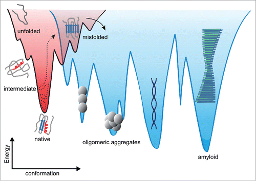 FIGURE 1. Energy landscape cartoons depicting native folding (left) and aggregation (right). Non-native species often connect the 2 regimes. The landscape is expected to be more rugged for aggregation, having deeper kinetic traps. Single-molecule force spectroscopy can measure the critical landscape properties like the energetic stabilities of the different states (including intermediates), the heights of the energy barriers between states, the position of the barriers along the reaction coordinate, and the diffusion coefficient that connects the landscape properties to the observed kinetics of structure formation.