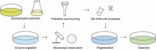 Figure 1. Basic steps of PEG-mediated transformation method.