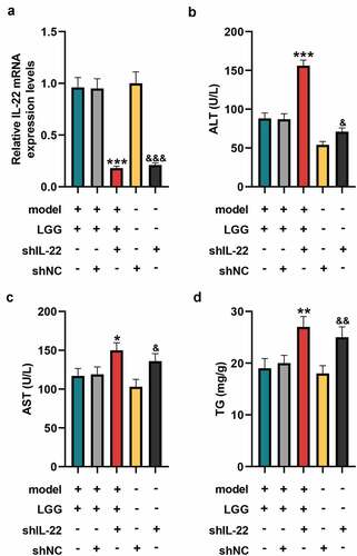 Figure 3. LGG affected alcohol-induced liver damage by regulating IL-22 expression. (a) The mRNA expression of IL-22 in liver tissues was detected by qRT-PCR after downregulation of IL-22. (b-d) Levels of ALT (b), AST (c), and TG (d) in serum of mice with different treatments. The 8- to 10-week-old C57BL/6 J mice were used to construct a chronic plus binge alcoholic liver disease model. For LGG treatment, mice received live LGG by gavage at a dose of 109 colony-forming units every day for 15 days. One dose of Ad-shRNA-NC (shNC, 1 × 109 PFU/mouse, i.v.) and Ad-shRNA-IL-22 (1 × 109 PFU/mouse, i.v.) was given on the day prior to ethanol feeding. *p < 0.05, **p < 0.01, ***p < 0.001 vs. model+LGG+shNC; &p < 0.05, &&p < 0.01, &&&p < 0.001 vs. shNC. LGG, Lactobacillus rhamnosus GG; IL-22, interleukin 22; qRT‐PCR, quantitative real-time polymerase chain reaction; ALT, alanine aminotransferase; TG, triglyceride; AST, aspartate aminotransferase; NC, negative control, Ad, adenoviral vector.