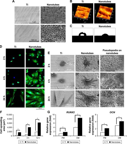 Figure 1 Surface characterization, cell morphology, and osteoinductive ability of TiO2 nanotubes.Notes: (A) Scanning electron microscopic (SEM) observation of TiO2 nanotubes and smooth Ti surfaces. (B) Atomic force microscopy (AFM) images of TiO2 nanotubes and Ti surfaces. (C) Photographs of contact-angle measurement of water. (D) Confocal micrographs of human adipose-tissue-derived stem cells (hASCs) on TiO2 nanotubes and Ti surfaces after 2, 4, and 24 hours of culture. (E) SEM observation of cell morphology on TiO2 nanotubes and Ti surfaces after 2, 4, and 24 hours of culture. (F) Cell spreading area on TiO2 nanotubes and Ti surfaces after 2, 4, and 24 hours of culture. (G) Gene expression of osteogenic-related genes quantified by quantitative real-time PCR. *P<0.05. (H) Immunofluorescent staining of RUNX2 and osteocalcin (OCN) in hASCs cultured on TiO2 nanotubes and Ti surfaces after 7 days of osteoinduction. OCN and RUNX2 are colored green, while nuclei are blue.Abbreviations: OM, osteoinduction medium; PM, proliferation medium.