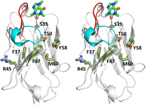 Figure 6. Stereoview image displaying the difference in CDR3 conformation between anti-caffeine VHH domain and a conventional anti-RNase a VHH. VHH domains have been superimposed and anti-RNase a framework omitted for clarity. CDR3 loop color coded: anti-caffeine VHH (red) and anti-RNaseA VHH (cyan). Framework residues that experience greater solvent exposure due to displaced CDR3 are highlighted in green sticks. Caffeine ligand is displayed in stick form at top of image (carbon-green).