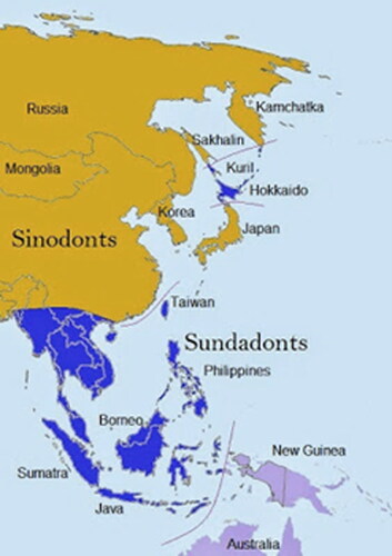 Fig. 11 Geographic dispersal of Sundadont and Sinadont populations. Map courtesy of Austin Whittal, Citation2014.