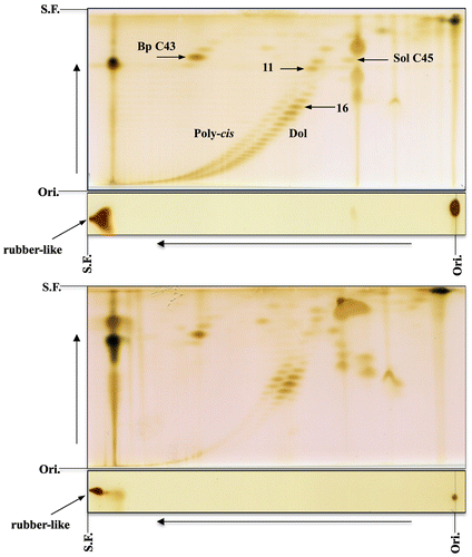 Figure 4. 2D-TLC of rubber-like prenol from the leaves of L. racemosa and apple mint. Upper panel, L. racemosa; lower panel, applemint. The first, toluene:ethylacetate (4:1); the second, acetone (once). Poly-cis, poly-cis prenol; Dol, dolichol. 11, 16 = number of isoprene units. Bp C43, bombiprenone C43; Sol C45, solanesol. Rubber-like prenol is indicated with an arrow. Ori., origin; S.F., solvent front (Sagami unpublished data).