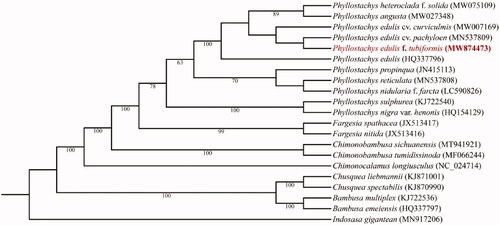 Figure 1. Maximum Likelihood tree of 21 species with complete chloroplast genomes. The sequence of Indosasa gigantean (MN917206) was used as an outgroup. Bootstrap percentages (based on 1000 replications) are shown at branching points.