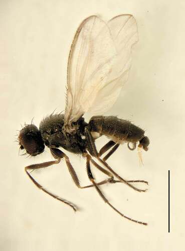 Figure 2. Adult male of Meoneura obscurella. Scale bar = 1 mm