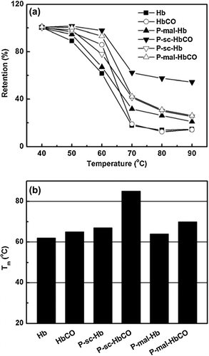 Figure 7. Thermal stability of the Hb and HbCO samples as a function of incubation temperature. The Hb and HbCO samples were heated at different temperature for 30 min. The Tm values of the samples (b) were measured according to the retention-temperature plot (a).