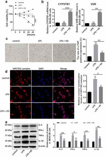 Figure 3. 25-OH-VD inhibited the nuclear translocation of YAP/TAZ complex. (a) Cellular viability of BEAS-2B cells, as determined using CCK8 assay. (b) mRNA expression levels of CYP27B1, VDR, and TGFβ, as detected using qRT-PCR. (c) The positive expression of YAP in nuclei, as detected using ICC and concluded in a histogram; Bar: 50 μm. (d) IFA was applied to confirm the nuclear translocation of YAP/TAZ complex in BEAS-2B cells; Bar: 20 µm. (e) Expression levels of IL-2, IFN-γ, TNF-α, and IL-1β, as determined using the western blot method. NS, no significant difference with control; ‘*’ p < 0.05, ‘**’ p < 0.01, and ‘***’ p < 0.001 vs. control; ‘@’ p < 0.05, ‘@@’ p < 0.01, and ‘@@@’ p < 0.001 vs. LPS group