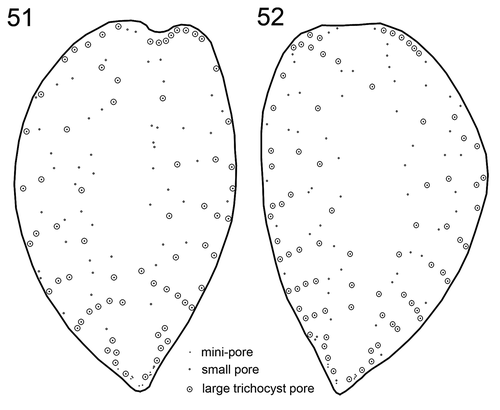 Figs 51, 52. Schematic drawing of a representative pore pattern of the right (Fig. 51) and left (Fig. 52) theca of Prorocentrum micans (strain A10).