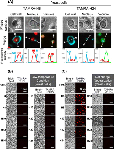 Fig. 4. Distribution and cellular uptake route of PHPs in the NMY51 yeast cells.