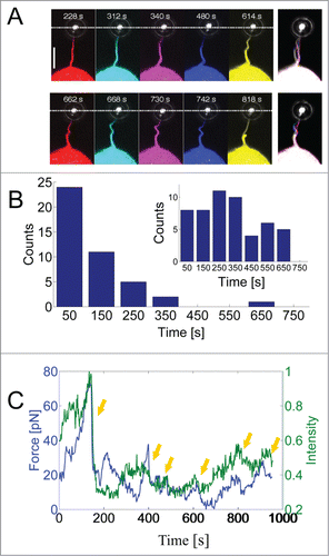 Figure 1. Dynamics of actin inside a filopodium extended from a HEK293 cell. (A) Fluorescent images of actin within a filopodium extended and held by an optically trapped bead. The snap shots are taken at different times during one experiment where the actin exhibits different degrees of bending and pulling. Pulling was detected as a downward movement of the bead (toward the cell and away from the optical trap). The last image to the right is an overlay of all the other images. Scale bar, 5 μm. (B) Statistics of the waiting times for the first buckle to occur on filopodia that are extended by the optical trap, N = 43 buckles. The inset shows the waiting times after which additional buckles occurred (second, third, …), N = 52 buckles. Up to 6 buckles could be observed in a single filopodium during a measurement period of ∼10 min. Only clearly resolved and isolated buckles were counted and the uncertainty in determining the buckling time from the image series was ∼3 s. (C) Correlation between the force on the trapped bead and the actin intensity at the tip region. Rapid drops in the force (blue curve) were associated with rapid decreases in the actin intensity (green curve). Yellow arrows denote correlative events at which the force drops rapidly with associated decrease in actin signal.