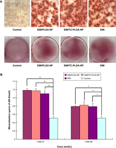 Figure 7 Effects of SIM/NPs on mineralization of extracellular matrix by MC3T3-E1 cell culture: mineralization of extracellular matrix by optical microscope and macroscopic observation (A), and quantitative mineralization results (B).Notes: The data are plotted as the mean ± SD (n=3). Significant differences against controls, *P<0.05; **P<0.01. (A) The magnification is 100×.Abbreviations: NPs, nanoparticles; AR-S, alizarin red S dye; PLGA, poly(lactic-co-glycolic acid); SIM, simvastatin; TC–PLGA, tetracycline–poly(lactic-co-glycolic acid) moiety; Conc, concentration; SD, standard deviation.