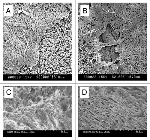 Figure 7 Scanning electron microscopy of (A and B) diffusion chambers innoculated with HUCPVCs and implanted intraperitoneally in rats for 4 and 7 days respectively. A fibrillar extracellular matrix is evident at both time points. The exposed cellulose acetate filter (f) seen at 4 days but not at 7 days suggests continued HUCPVC synthetic activity in vivo to 7 days. (C and D) Freeze fractured 4 mm diameter full thickness circular defects at 7 days post-operative (C) from fibrin-only control wound; (D) from fibrin + HUCPVC wound. Note, in the latter, the organized stratified appearance of the ECM.