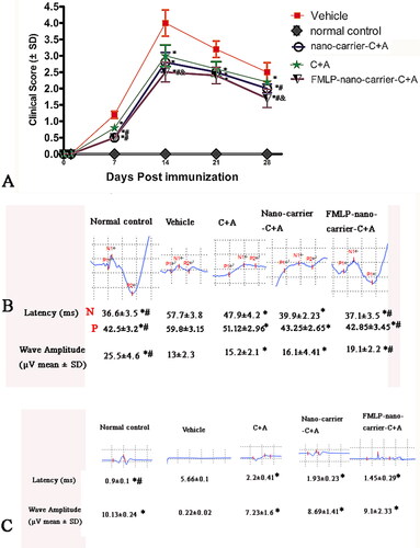 Figure 1. C + A, nano-carrier C + A, and fMLP-nano-carrier C + A improved the damaged electrophysiological functions, delayed the onset of motor-related symptoms, and reduced the disease severity in EAE rats. (A) The effects of treatment with different C + A compounds on clinical scores of rats. (B and C) The effects of treatment with different C + A compounds on c-SEP (B) and MEP (C). n = 10/group. *p < .05 vs. vehicle group. #p < .05 vs. C + A group. &p < .05 vs. nano-carrier C + A. C: C16 polypeptide (γ1 chain peptide of laminin-1); A: angiopoietin 1 (Ang-1); fMLP: N-formyl-methionyl-leucyl-phenylalanine; EAE: experimental autoimmune encephalomyelitis; c-SEP: cervical somatosensory evoked potentials; MEP: motor evoked potentials.