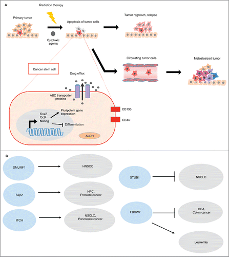 Figure 3. E3 ubiquitin ligases in pluripotent stem cells. (A) Cancer stem cells are characterized by the upregulation of Sox2, Oct4, and Nanog, which activates self-renewal associated genes and inhibits cellular differentiation. Cell surface markers, CD133 and CD44 are associated with CSC properties. Conventional chemotherapeutic agents target differentiated cells, thus quiescent CSCs are innately chemo-resistant. Moreover, CSCs show increased ABC multi-drug transporters, which pump the cytotoxic drugs out of the cells. CSCs also show high aldehyde dehydrogenase activity (ALDH), which detoxifies the aldehydes generated by the chemotherapeutic agents. As a result, the surviving CSCs can re-populate or metastasize, and these cancer cells that possess self-renewal advantages are very challenging to eradicate by using conventional chemotherapeutic agents.Citation64 (B) E3 ligases can either promote or suppress CSCs in different cancers.