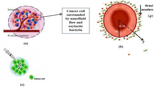 Figure 1. (a) Tumour microenvironment to the breast cancer [Citation26], (b) Flow model containing oxytactic bacteria and nanoparticle with coordinate system, (c) Oxytactic bacteria injected intravenously into human.