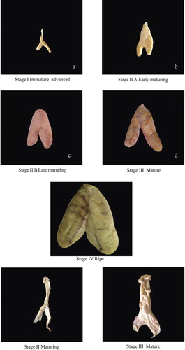 Figure 11. Epinephelus coioides: different maturity stages of ovary and testis (top (a–d): ovary stages I–III; below: ovary stage IV; bottom: testis stages II, III).